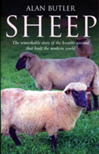 Sheep