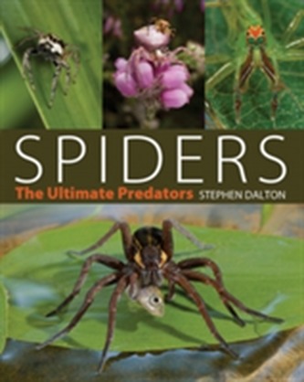 Spiders