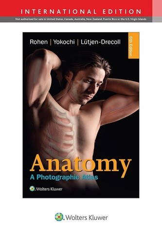 Anatomie