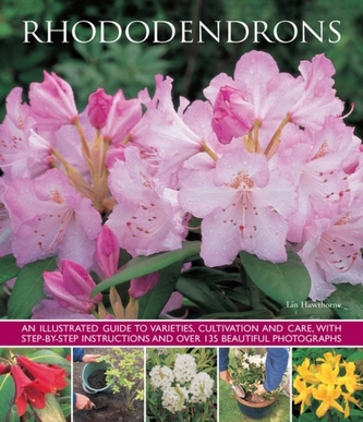 Rododendroni