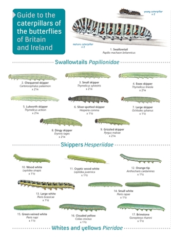 CATERPILLARS 2ND EDITION