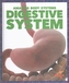 Sistem digestiv