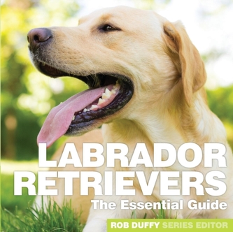 Labrador Retrieveri