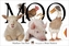 Moo