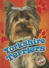 Terrieri Yorkshire