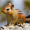 Chipmunk de est