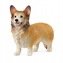 Corgi