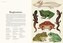 Animalium