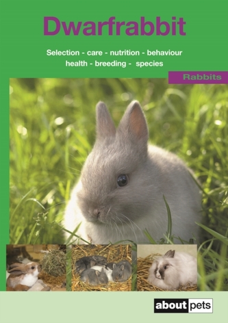 The Dwarf Rabbit