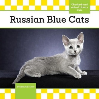 Pisici Russian Blue