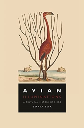 Iluminări aviare