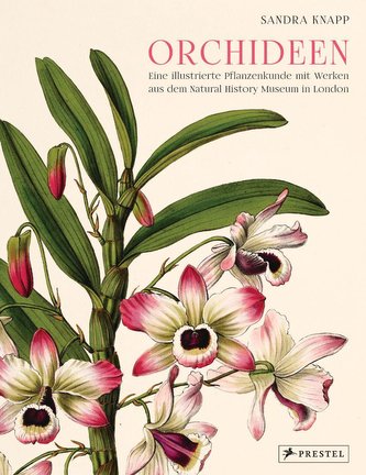 Orhidee