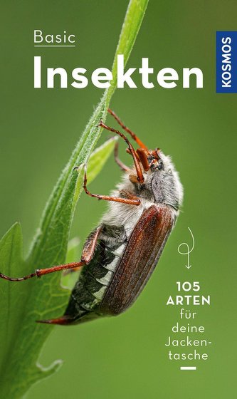 BASIC Insecte
