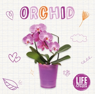 Orhidee