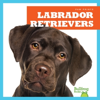Labrador retrieveri