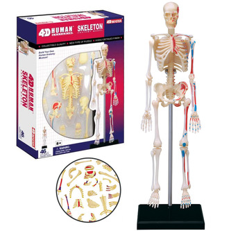 Anatomia omului - scheletul