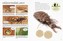 Recordmeni ai insectelor: Insecte uimitoare