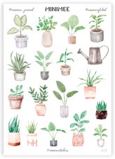 Plante