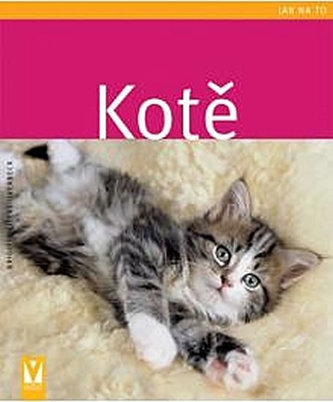 Kotě