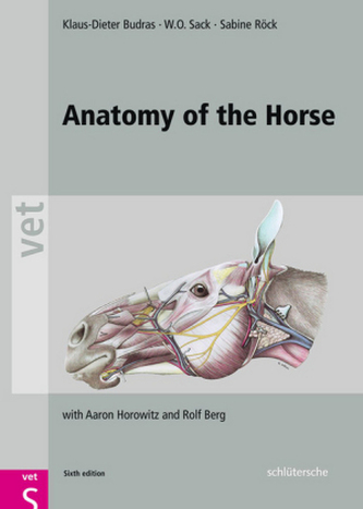 Anatomia calului