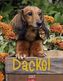 Dackel 2017