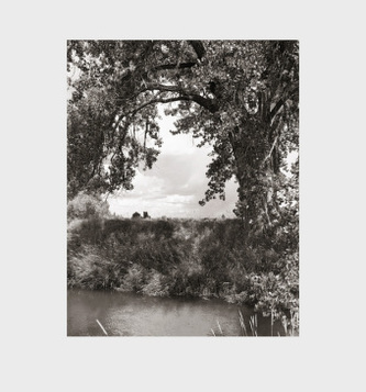 Cottonwoods