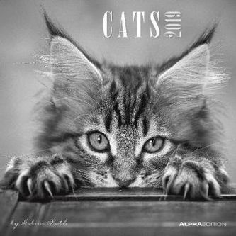 Cats 2019