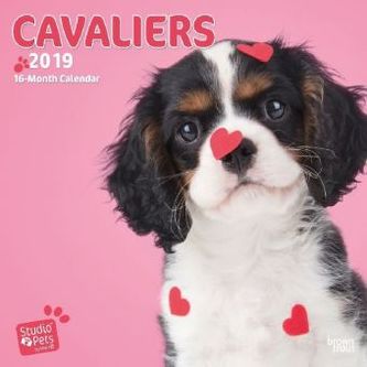 Dear Cavalier 2019