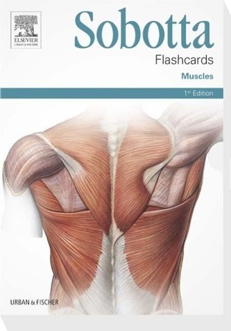 Sobotta - flashcards Mușchi