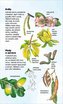Ghid de natură de buzunar