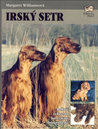 Setter irlandez